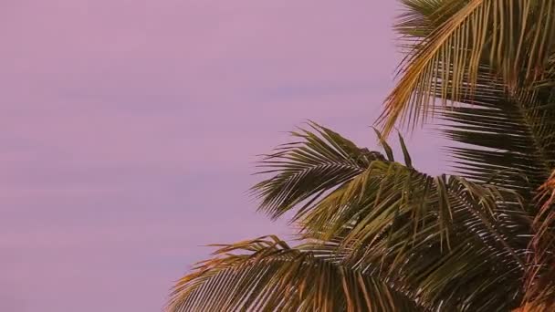 Palmboom Silhouet Bij Zonsondergang Schemering — Stockvideo