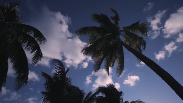 Pôr Sol Das Palmeiras Cancún México — Vídeo de Stock