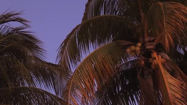 Atardecer Palmera Cancún México — Vídeos de Stock