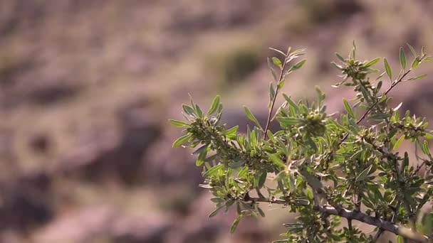 岩石中的山地植物 — 图库视频影像