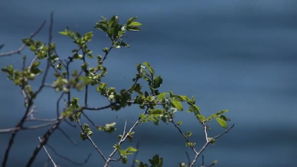 Göl Yüzeyinin Üzerindeki Ağaç Dalının Odak Çekimi — Stok video