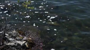 Manzara Denizi kıyıları gün doğumunda, sabahın erken saatlerinde, Hindistan, Chennai Sahili