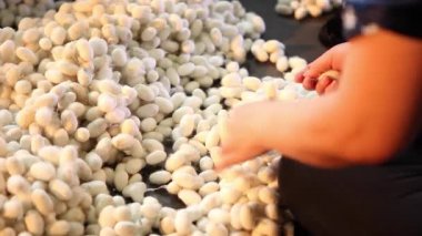 Çiğ İpek Kozası, Kadınlar İpek Kozalarını Yakından Çekiyor