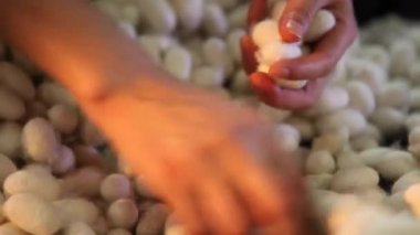 Çiğ İpek Kozası, Kadınlar İpek Kozalarını Yakından Çekiyor