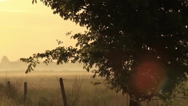 Manhã Cedo Fazenda Rural — Vídeo de Stock