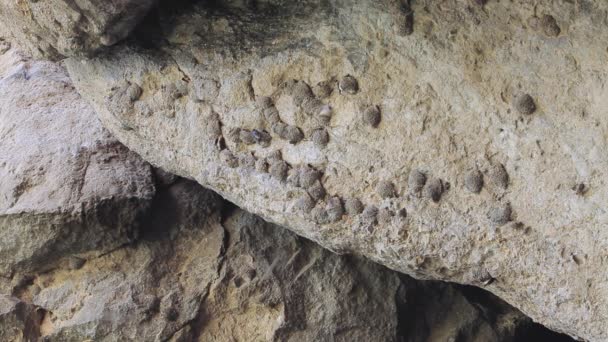 Las Golondrinas Anidan Cueva — Vídeo de stock