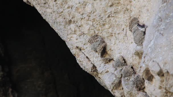Hirondelles nichent dans la grotte 