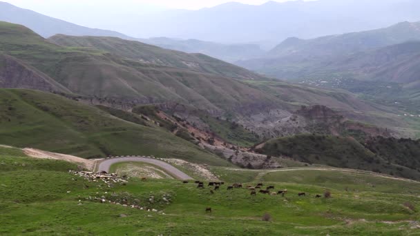 Luftaufnahme Von Rindern Auf Dem Feld — Stockvideo