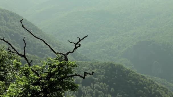 Aerial View Vast Rainforest — Stock Video