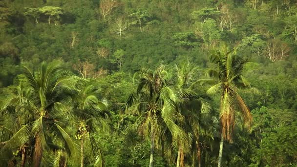 Tropisch Regenwoud Uitzicht Jungle Green Inferno Sanye Hainan Island China — Stockvideo