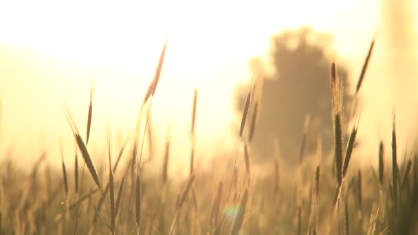 Golden Wheats Slow Panning — Stock Video