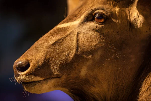 Roe Deer closeup, Deer head