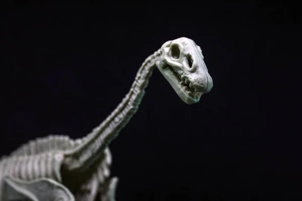 Brontozaura Modelu Szkielet Dinozaura — Zdjęcie stockowe