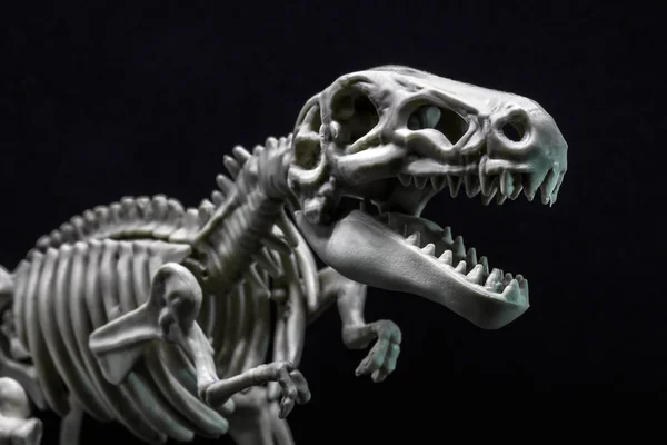 Rex Dinosaur Skeleton Model — Stock Photo, Image