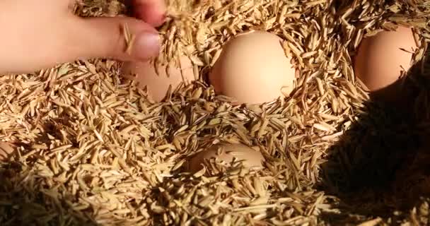 Picking Fresh Chicken Eggs Nest — Stock Video