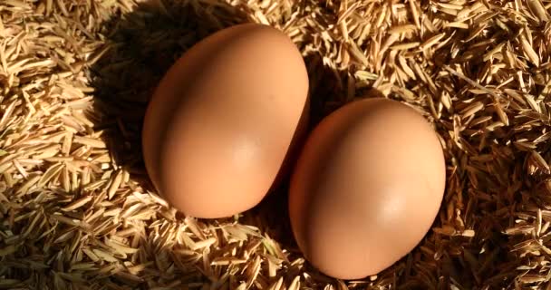 Збирання Свіжих Курячих Яєць Гнізда — стокове відео