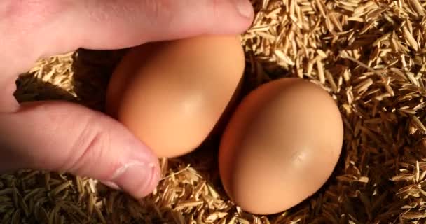 Plocka Färsk Kyckling Ägg Från Boet — Stockvideo