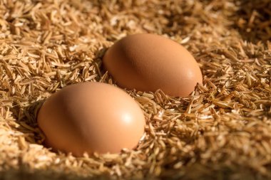 taze tavuk yumurta yuvada