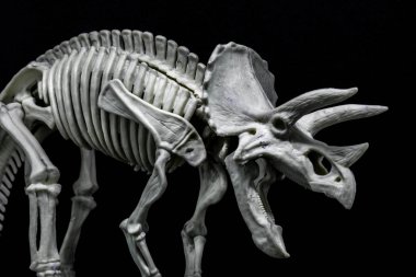 Triceratops Dinozor iskelet modeli