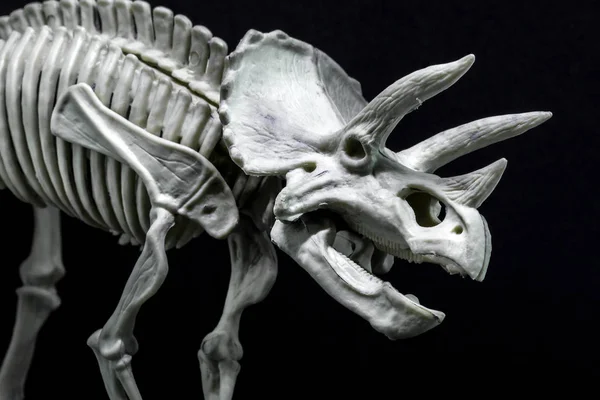 Triceratops Dinozor Iskelet Modeli — Stok fotoğraf