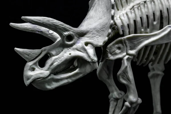 Tricératops Modèle Squelette Dinosaure — Photo