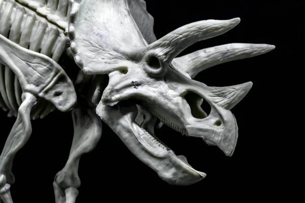 Modelo Esqueleto Dinossauro Triceratops — Fotografia de Stock