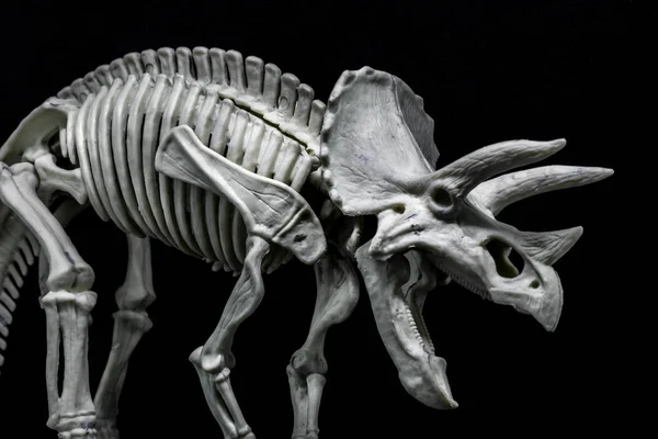 Triceratops Dinosaur Skeleton Model — Stock Photo, Image