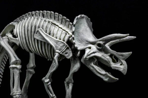 Triceratops Dinosaur Luuranko Malli — kuvapankkivalokuva