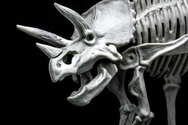 Triceratops Dinozor Kafa Kafatası Modeli Siyah Arka Planda — Stok fotoğraf