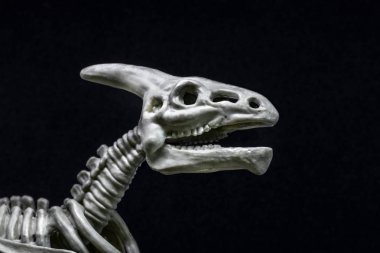 Saurolophus Dinozor iskelet modeli