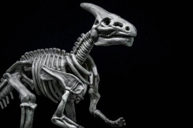 Saurolophus Dinosaur skeleton model clipart