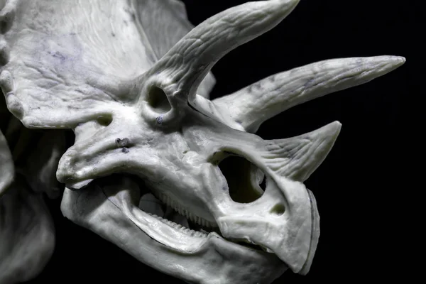 Triceratops Dinozaur Głowy Modelu Czaszki Czarnym Tle — Zdjęcie stockowe
