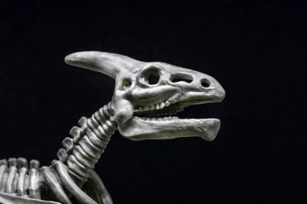 Saurolophus Dinozor Iskelet Modeli — Stok fotoğraf