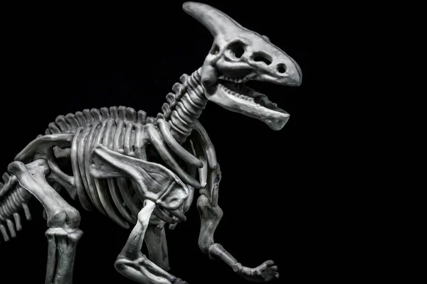Saurolophus Dinosaurus Skeleton Model — Stock fotografie