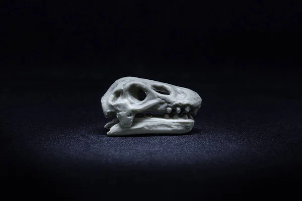 Brontosaurus Dinozaur Głowa Modelu Czaszki Czarnym Tle — Zdjęcie stockowe
