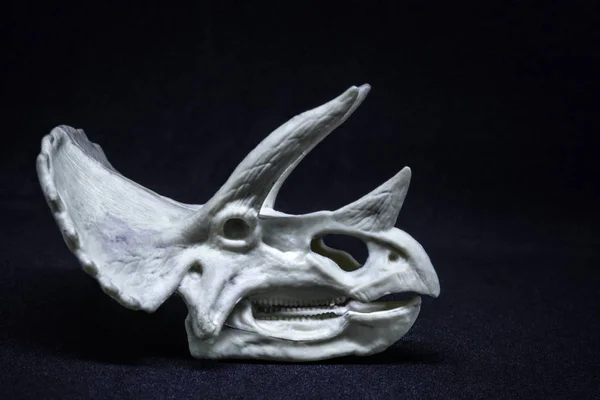 Triceratops Dinozaur Głowy Modelu Czaszki Czarnym Tle — Zdjęcie stockowe