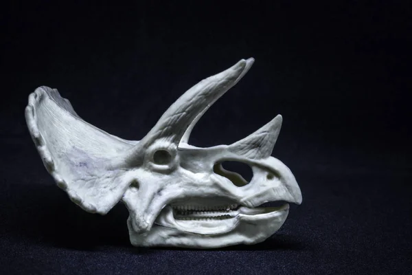 Triceratops Dinozor kafa kafatası modeli siyah arka planda