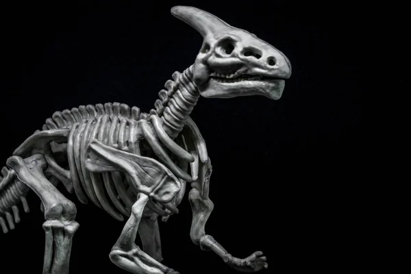 Μοντέλο Σκελετού Saurolophus Dinosaur Εικόνα Αρχείου