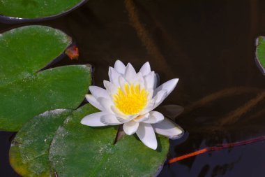 Klasik Çin Lotus Çiçeği