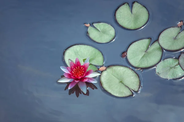 Klasik Çin Lotus Çiçeği