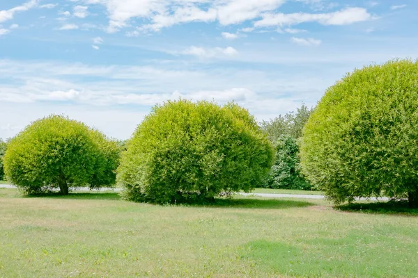 Three trees of round shape in summer sunny day