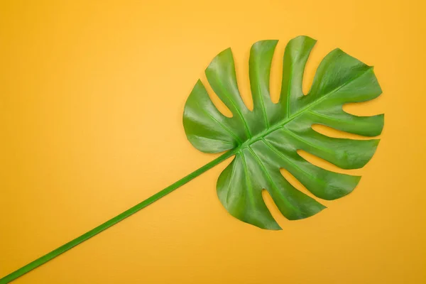 Прекрасний Зелений Лист Монстери Яскраво Жовтому Тлі Тропічна Літня Тема — стокове фото