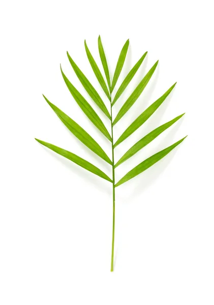 Grüne Salonpalmenblätter Isoliert Auf Weißem Hintergrund — Stockfoto