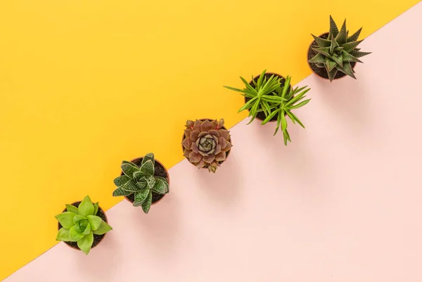 Fila Plantas Suculentas Sobre Fondo Amarillo Brillante Rosa — Foto de Stock