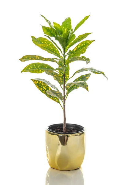 Pianta Gold Dust Croton Vaso Oro Isolata Fondo Bianco — Foto Stock