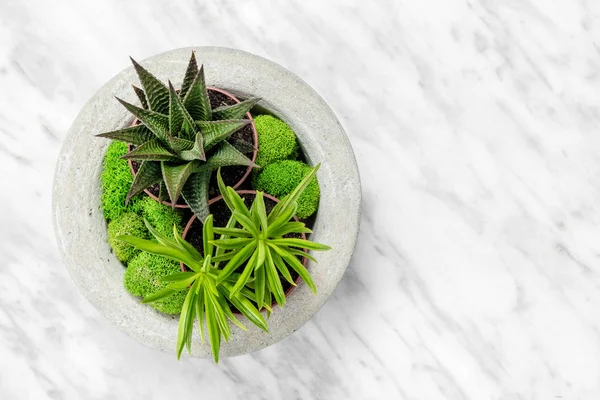 Succulente Planten Een Handgemaakte Betonnen Plantenbak Marmeren Achtergrond Mooie Home — Stockfoto
