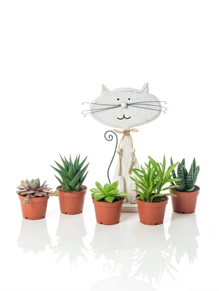 Piante Succulente Vaso Gatto Legno Sfondo Bianco Con Riflesso — Foto Stock