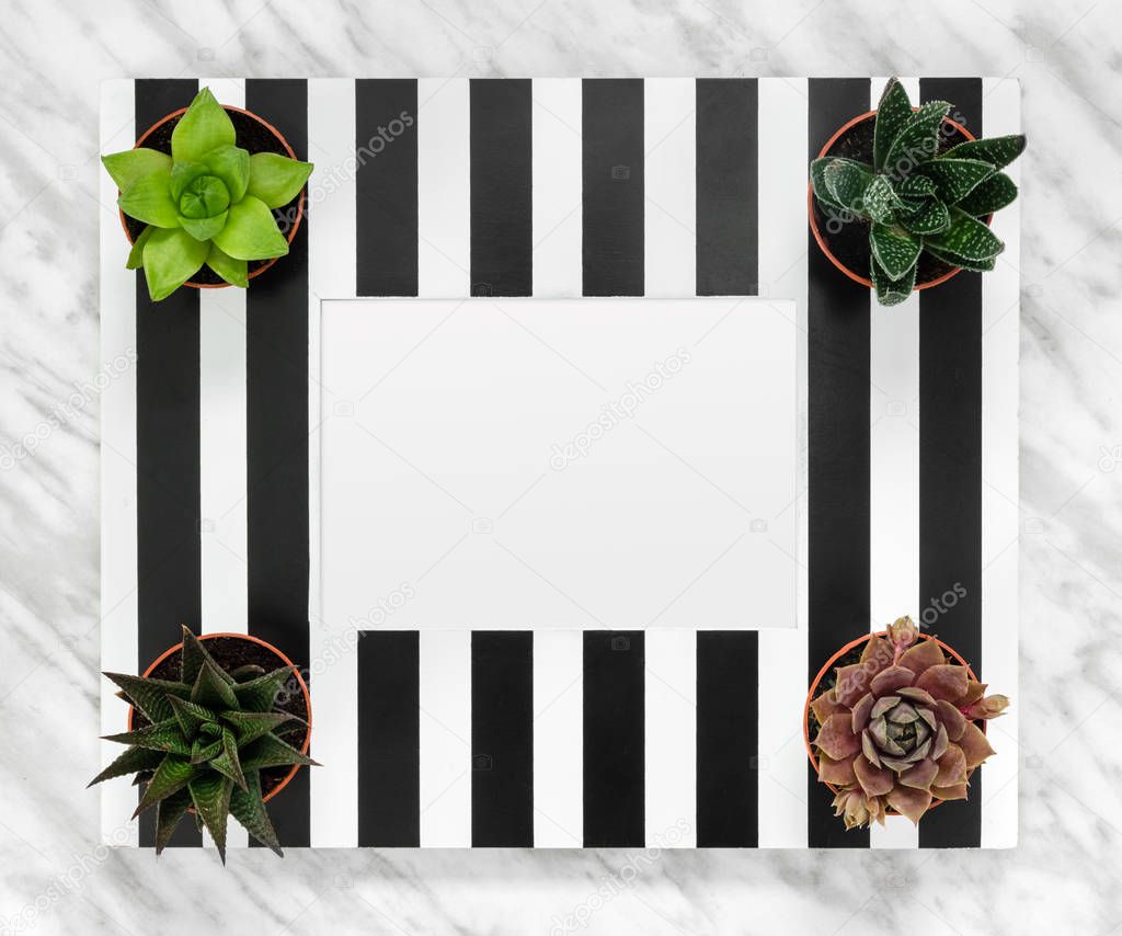 Black and white striped picture frame with copy space and succulent plants. Stylish home decor.