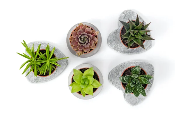 Succulents Beton Yetiştiricilerinin Beyaz Arka Plan Üzerinde Izole Içinde Çeşididir — Stok fotoğraf