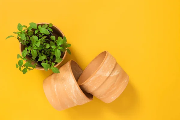 Basil Plant Groeit Een Pot Keuken Kruiden Klei Potten Gele — Stockfoto
